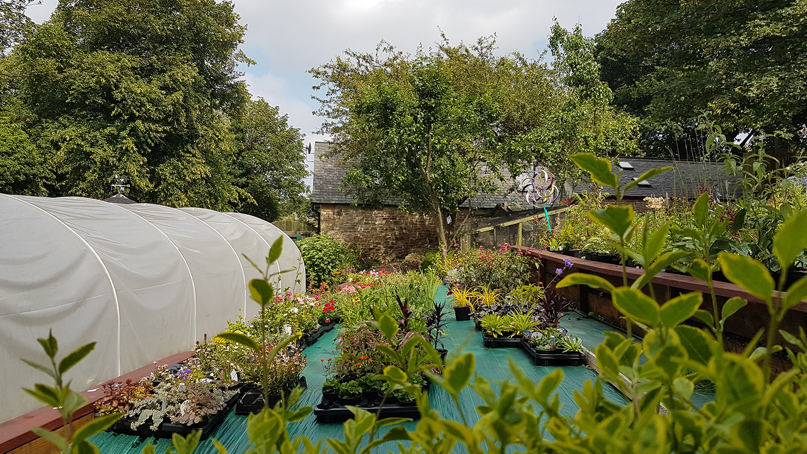 Plants For Sale Whickham Hermitage Community Garden